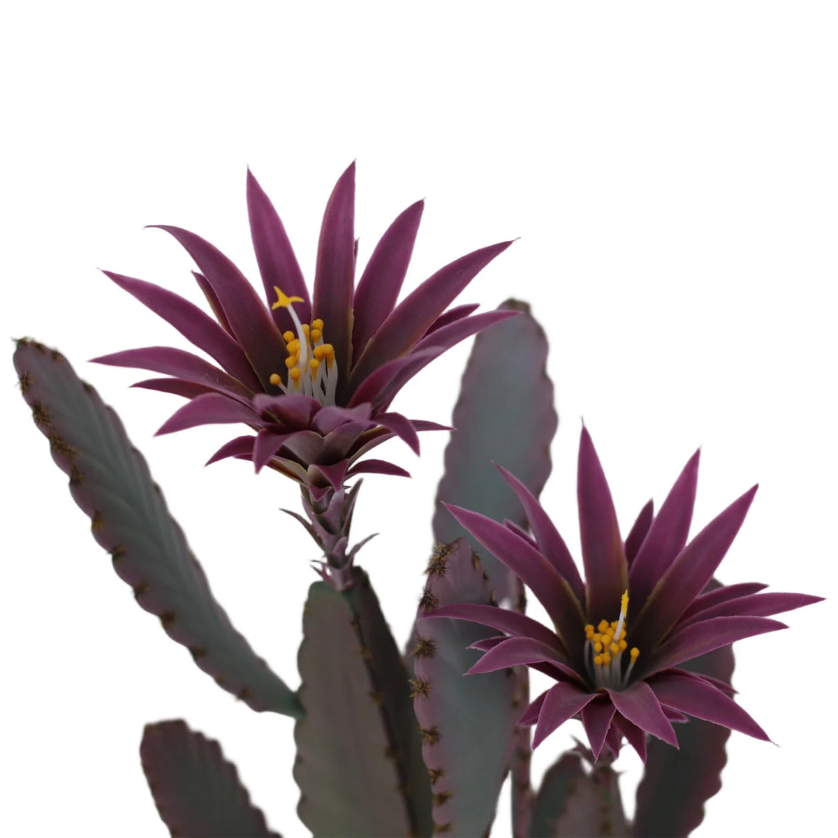 HiMISS Artificial Cactus Potted Plant Faux Desert Home Decor